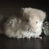 Амина