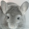 Амая