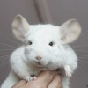 97м