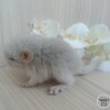 Эдвард