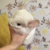Крис