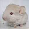 Нафаня