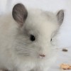 Лина