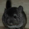 Кора