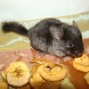 Елима