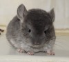 1 мес