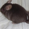 Максик