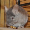 Лана 