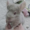 мистер Энакен