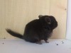 1 мес.