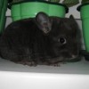 Амадео