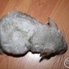 Бэнни