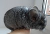 3 недели