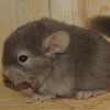 Клайд