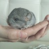 Кокос