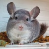 Нарина