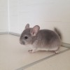 Чел Чин Катя