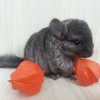 Сабрина