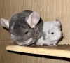 С малышом Мификом. Готике 9.5 лет, фото сделано со вспышкой