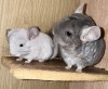 С малышом Мификом. Готке 9.5 лет, фото сделано со вспышкой
