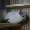 Вилли