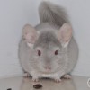 Шурик