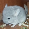 Мигель