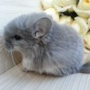 Седрик