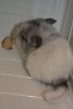 3 недели