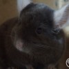 Камилла