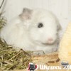 Камила