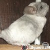 Никола