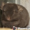 Олег