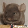 Отар