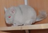 3 мес