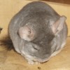 Снежная Королева
