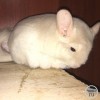 Милана Лов