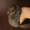 Без клички
