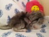 3 дня от рождения