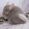 Латей