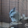Анаис 