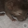 Шанель
