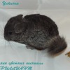 Устинья