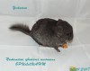 1 месяц
