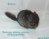 1 месяц