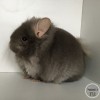 Висента