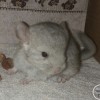 Пончик