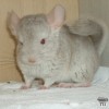 Данави Юфи