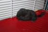 три дня