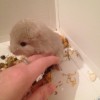 Ассоль